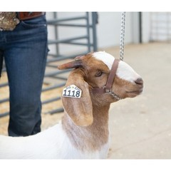 Brown Goat Halter with Chain Lead Adjustable Medium for 30-60 lbs Goats