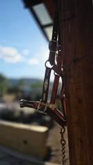Vintage MacPherson Los Angeles Show Halter North & Judd Buckles Silver Overlay