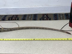 62” Black Widow PLIII Autumn Oak 54# @27”