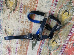 dover saddlery padded full size leather halter no reserve FREE SHIPPING