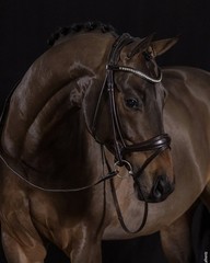 Schockemohle Crystal Bridle Westminster black/silver | NO IMPORT FEES