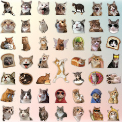 100Pcs Cat Stickers | Cute Funny Meme Bulk | Waterproof PVC Vinyl Stickers for W