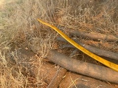 41 lbs 28″ Draw NEW Bend Through Handle Character Osage Orange Long Bow LongBow