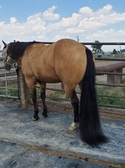 Tail Boot – Tail bag for horses, equines, donkeys, miniatures and drafts wrap