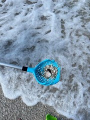 Rock Scooper, Sea Shell Scoop, Shark Teeth, Gift, Rock Collect, Rock Hunt Scoop