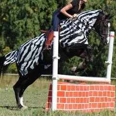 Bucas Riding Rug Zebra