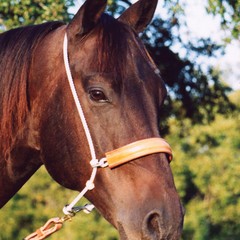 Classic Equine Headset Tiedown – 3/8” Hard Nylon Double Rope with Leather Cover