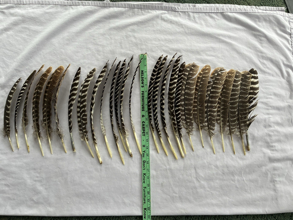 24 Wild Eastern Turkey Right Wing Primary Feathers Fletching