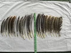 24 Wild Eastern Turkey Right Wing Primary Feathers Fletching