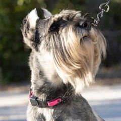 Herm Sprenger Black 23in x 3.2mm(neck size up to19-20in), Passionfruit Pink