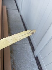 Vintage Archery Hunter Recurve Bow for left hand shooters. No string included