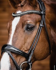 Schockemohle Crystal Bridle Westminster black/patent/silver | NO IMPORT FEES