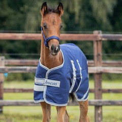 Toklat Bucas Ripstop Foal Turnout Horse Blanket – 50g Fill, One Size, Navy
