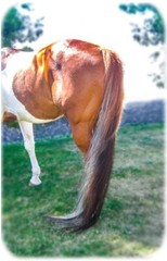 Tail Boot – Tail bag for horses, equines, donkeys, miniatures and drafts wrap