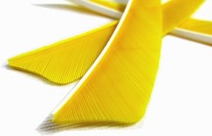 Archery Fletching 4 Inch Real Turkey Feathers Yellow Vanes for Hunting 25 Pack