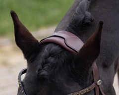 QHP Lupine Patent Leather Dressage Bridle – Black/Gun Metal or Dark Brown/Beige