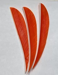 5″ New-50pack FREE SHIPPING! Right Wing Real Turkey Feather forArrows and Darts