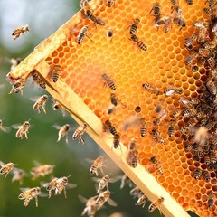 Deep Brood Beehive Frames with Wax Foundation,10 Pack Honey Bee Frames with 100%