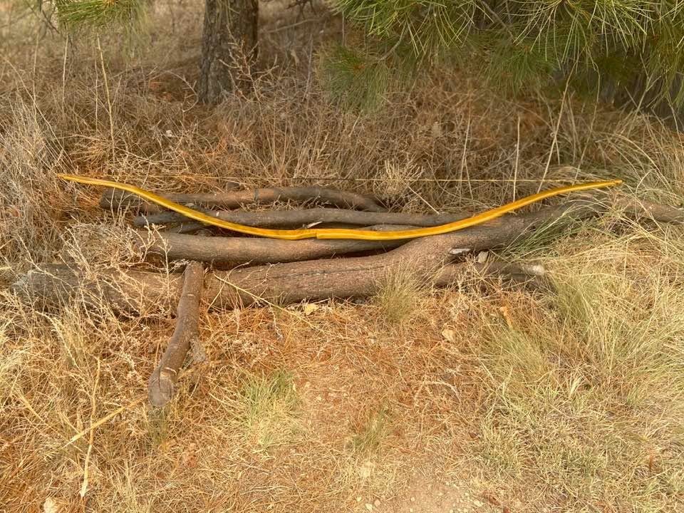 41 lbs 28″ Draw NEW Bend Through Handle Character Osage Orange Long Bow LongBow