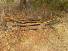 41 lbs 28″ Draw NEW Bend Through Handle Character Osage Orange Long Bow LongBow