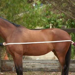 1200D WATERPROOF Winter Lightweight Turnout Horse Blanket Rain SHEET w Ripstop