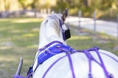 LARGE HORSE/DRAFT CROSS SIZE Beginner PURPLE HARNESS made from Beta Biothane