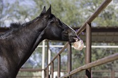 Himalayan Salt Block on Rope for Horses, 4.4 Pounds, SS44