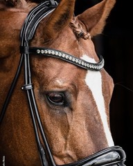 Schockemohle Crystal Bridle Westminster black/patent/silver | NO IMPORT FEES