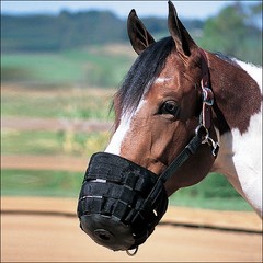 67WL Average Horse Weaver Nylon Rubber Lined Grazing Muzzle W/ Leather Crown