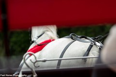 LARGE HORSE/DRAFT CROSS SIZE Beginner HARNESS made from Beta Biothane