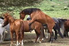 EQUINE SPERM BOOSTER – FERTILITY (120 Capsules – Made in USA)