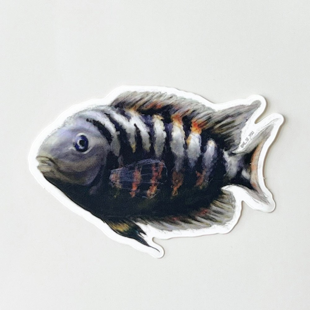 Black Convict Cichlid Sticker | Fish Sticker | Laptop Sticker