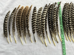 24 Wild Eastern Turkey Right Wing Primary Feathers Fletching
