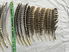 24 Wild Eastern Turkey Right Wing Primary Feathers Fletching