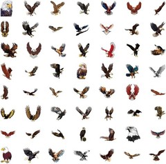 55PCS Eagle Stickers Waterproof Vinyl Decals for Water Bottle Laptop Luggage