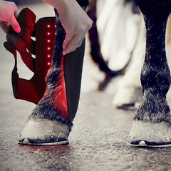 Red Light LED Therapy Leg Wrap for Horses