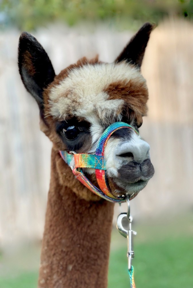 Alpaca Halter Made in USA by Halter All S M L 28 patterns Livestock Lead Tie