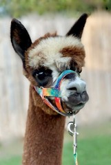 Alpaca Halter Made in USA by Halter All S M L 28 patterns Livestock Lead Tie
