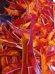 12 Ozark 4 1/2″ Left Wing Target Maxx Feathers Dozen Fletchings, Vanes 4.5 inch