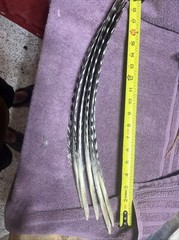 Wild Turkey Primary Barred Wing Feathers Set Of Five Feathers Art Archery Crafts
