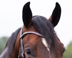 QHP Lupine Patent Leather Dressage Bridle – Black/Gun Metal or Dark Brown/Beige