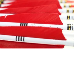 12PCS 31-inch Carbon Arrows Turkey Feather Hunting For Compound & Recurve Bow