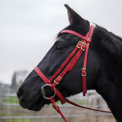 Horse English Tack Soft Biothane Bridle with Free Reins & Loose Ring Bit