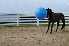 Horsemen’s Pride 30-Inch Mega Ball for Horses, Blue Assorted Colors