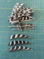 4″ Right Wing Parabolic Natural Barred Feather Fletching, 25Pk Archery 🇺🇸￼