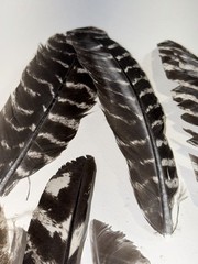 100% Genuine Wild Turkey Feathers For Vanes Fletching Arts Crafts | Left Wing
