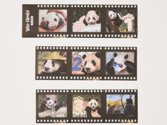 Korea Everland Baby PANDA BEAR Fubao Family Film Sticker 3 Set-9 Sheet