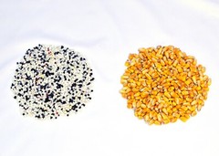 CORNHOLE BAGS, 80 Bags – 10 sets. 6″ Filled with WHOLE CORN. Free Shipping