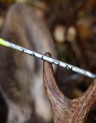 Black Eagle 19/64″ Factory Fletched Arrows, Talon 2.5″ Shield Cut, 6 Pack,…