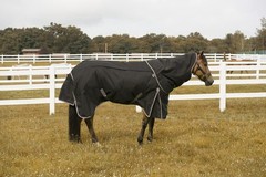 TuffRider All Seasons Blanket 69 Black